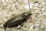 cidnopus-aeruginosus-cf-foto-faasen