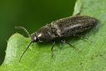 cidnopus-aeruginosus-foto-faasen