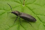 cidnopus-aeruginosus2-foto-brueckner