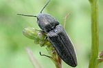 cidnopus-pilosus-foto-poinsot