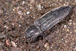 cidnopus-pilosus-foto-weidlich