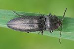 cidnopus-pilosus-foto-weisenboehler