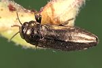 coraebus-elatus-foto-weidlich