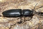 crepidophorus-mutilatus-foto-koehler