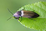 ctenicera-cuprea-female-foto-roessler