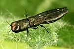 cylindromorphus-filum-foto-dvorak
