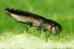 cylindromorphus-filum3-foto-dvorak