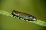 cylindromorphus-parallelus-foto-rose