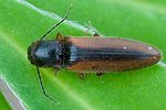 dalopius-marginatus-foto-swadzba