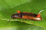 dalopius-marginatus3-foto-altmann