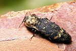 danosoma-fasciatus-foto-koehler