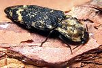 danosoma-fasciatus2-foto-koehler