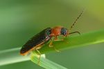 denticollis-linearis-foto-auer