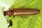 denticollis-linearis-foto-dvorak