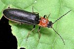 denticollis-linearis-foto-polacek