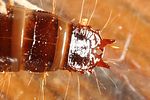 denticollis-linearis-larve-foto-altmann