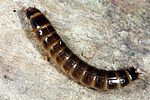 denticollis-linearis-larvedetail-foto-altmann