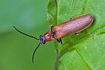 denticollis-linearis2-foto-rindlisbacher