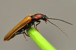 denticollis-linearis2-foto-wmueller