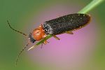 denticollis-linearis3-foto-auer