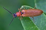 denticollis-linearis3-foto-rindlisbacher