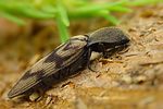 diacanthous-undulatus-foto-krejcik