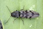 diacanthous-undulatus3-foto-rydzi