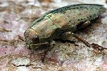 dicerca-berolinensis-foto-gouix