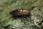 dicerca-berolinensis-foto-rydzi