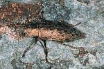 dicerca-berolinensis-foto-tolasch