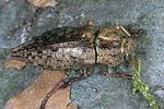 dicerca-berolinensis-foto-weidlich
