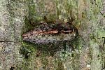 dicerca-berolinensis2-foto-rydzi