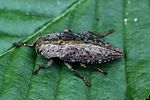 dicerca-berolinensis3-foto-rydzi
