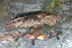 dicerca-berolinensis3-foto-weidlich