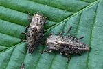 dicerca-berolinensis4-foto-rydzi