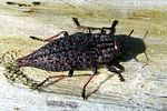 dicerca-bifurcata-foto-flossmann
