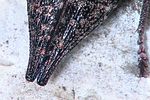 dicerca-furcata-detail4-foto-weidlich