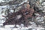 dicerca-furcata6-foto-weidlich