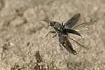 dicronychus-cinereus-flug-foto-jschmidt