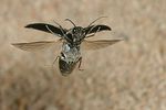 dicronychus-cinereus-flug2-foto-jschmidt