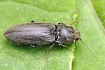 dicronychus-cinereus-foto-fgrose