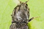 dicronychus-cinereus-foto-hense