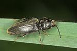 dicronychus-cinereus-foto-jas
