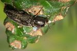 dicronychus-cinereus-foto-koehler