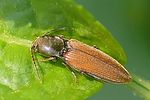 dicronychus-cinereus2-foto-auer