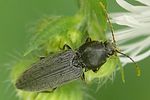 dicronychus-cinereus5-foto-auer