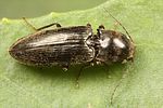 dicronychus-cinereus5-foto-koehler