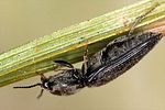 dicronychus-cinereus6-foto-koehler