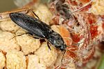 dicronychus-cinereus7-foto-koehler