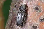 dicronychus-cinerus-foto-weidlich